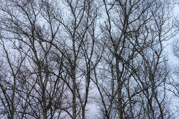 Obraz premium Leafless trees rise into a dense network of branches