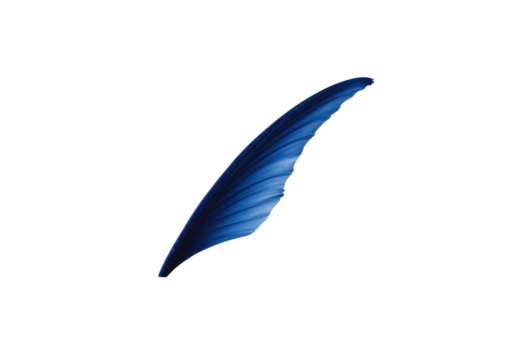 Isolated textured feather for graphics or design projects, smooth plumage abstract concept