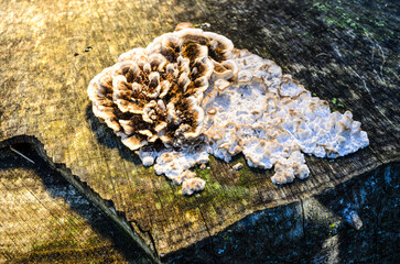 Close-up 3/4 view of fungus growing on a cut tree stump in the golden sunlight.