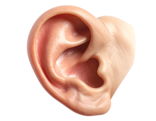Realistic human ear anatomy isolated on transparent background