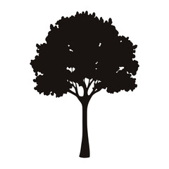 Fototapeta premium Silhouette of a deciduous tree with a thick canopy against white background