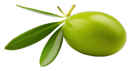 PNG Olive no shadow fruit plant.