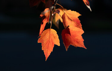 Fall season colors. Maple autumn natural leaf. Autumn nature. Maple leaves in forest. Seasonal autumnal fallen leaves. Autumn maple leaves. Leaves of maple tree. Nature fall beauty