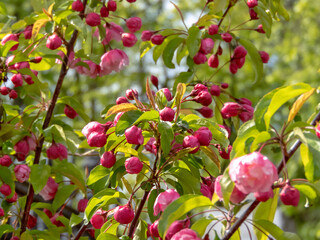 Red buds of ornamental apple tree. Spring Garden.