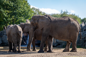 elephants in the zoo