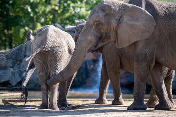 Naklejka premium elephants in the zoo
