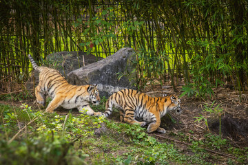 bengal tiger cubs in the grass