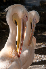 pelicans on the beach