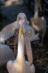 pelican on the beach