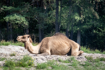Camel lying down