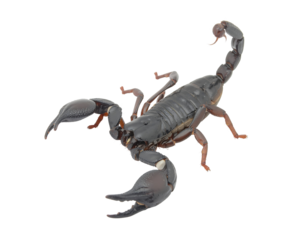 A dark scorpion with its tail raised isolated on transparent background