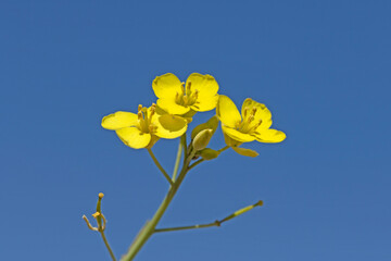 Beautiful yellow flowers of Hedgerow Wild aragula (Diplotaxis tenuifolia) isolated on blue sky background for design works