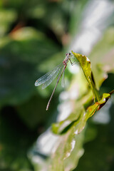 Delicate damselfly with transparent wings clings to vibrant green leaf in sunlit forest, capturing nature's intricate beauty and serene moments for peaceful projects.