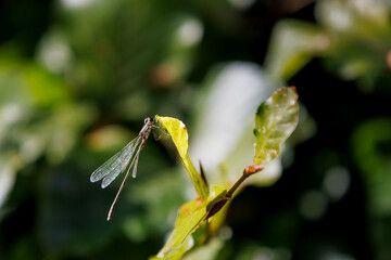 Delicate damselfly perched on a vibrant green leaf, showcasing intricate wings and delicate form against a softly blurred natural background, capturing the beauty of tiny life.