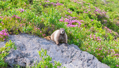 Capybara outdoor. Wild animal in zoo. Groundhog in park. Rodent animal woodchuck. Rodent marmot animal. Wildlife nature. Marmot capybara. Marmot wild groundhog. Woodchuck rodent. Rocky terrain marmot