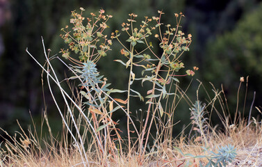 Turkish Spurge (Euphorbia macroclada) in a dry Central Anatolian meadow in late summer.