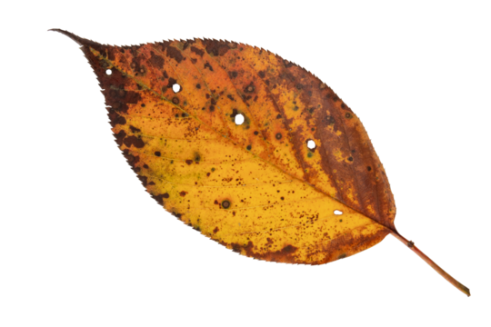 Dry yellow leaf with black spots isolated transparent png
