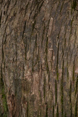 tree bark texture