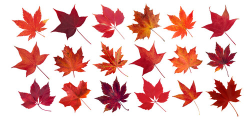 Set of red autumn leaves of liquidambar, maple, and Virginia creeper isolated transparent png