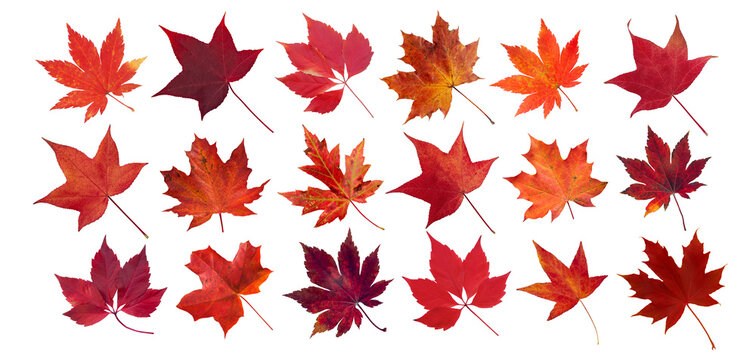 Set of red autumn leaves of liquidambar, maple, and Virginia creeper isolated transparent png - Powered by Adobe