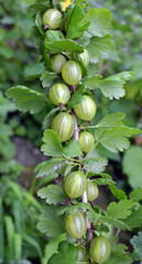 Branch of gooseberries with berries