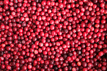 Fresh red cranberries creating a vibrant healthy food background