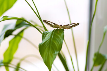 Breeding tropical exotic butterflies at home. studing exploration of living world,  insects, entomology. Girl holding Parthenos sylvia on hand, nectar feeding. butterfly hatching, chrysalis, pupa.