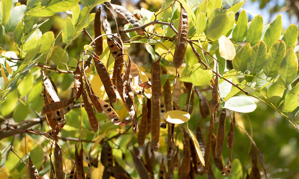 Seedpods or bean capsules of the Black Locust (Robinia pseudoacacia) in autumn