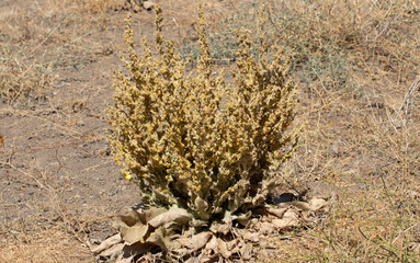 Mullein (Verbascum sp), which brightens spring and summer with its brilliant yellow flowers, is now starting to dry out in autumn