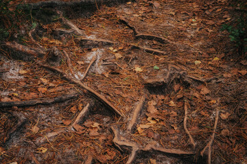 Close-up view of tangled tree roots covered with dry pine needles and fallen leaves on a forest path in autumn.