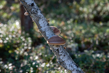 mushrooms on a tree