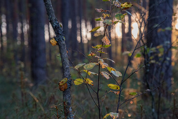 autumn in the forest