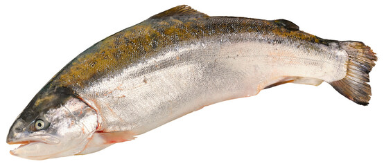 Fischarten