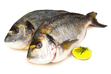 Fischarten