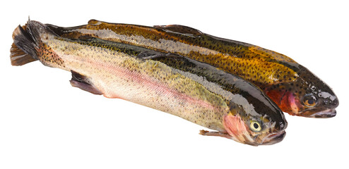 Fischarten