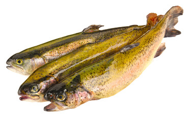 Fischarten