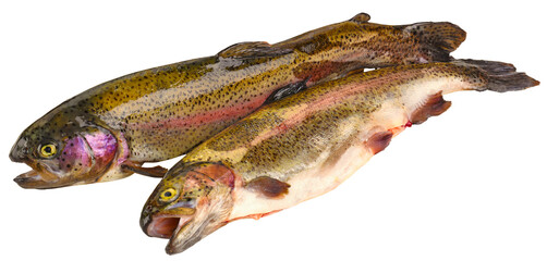 Fischarten