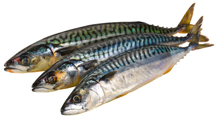 Fischarten