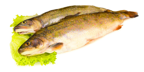 Fischarten