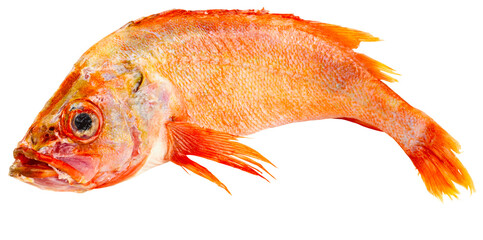 Fischarten