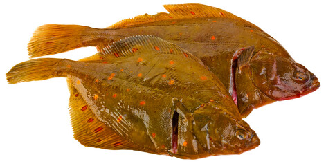 Fischarten