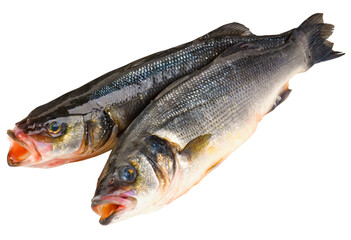 Fischarten