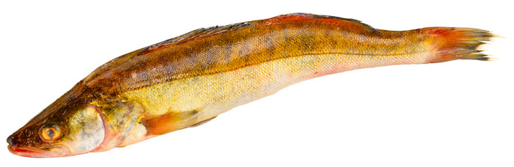Fischarten