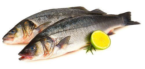 Fischarten