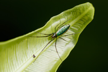 Decorative Silver Orb Spider (Leucauge decorata) on Leaf – Bukit Tinggi, Malaysia