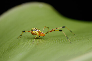 Comb-footed Spider (Chrysso sp.) with Vibrant Yellow and Red Markings – Bukit Tinggi, Malaysia