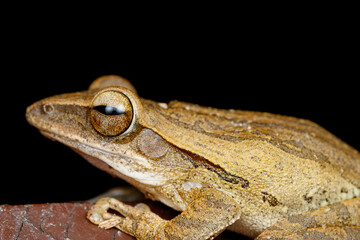 Four-lined Tree Frog Head Close-Up with Distinctive Eye Pattern – Polypedates leucomystax