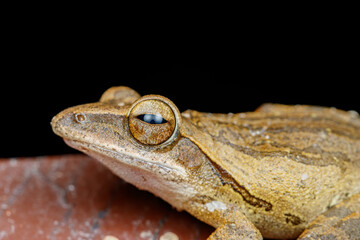 Four-lined Tree Frog Head Close-Up with Distinctive Eye Pattern – Polypedates leucomystax