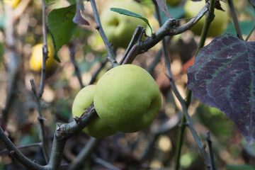 Chaenomeles speciosa 'Simonii' bush close up with apples in september