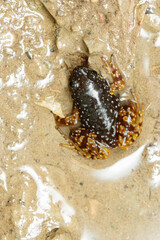 Saffron-bellied Frog (Chaperina fusca) in Natural Habitat